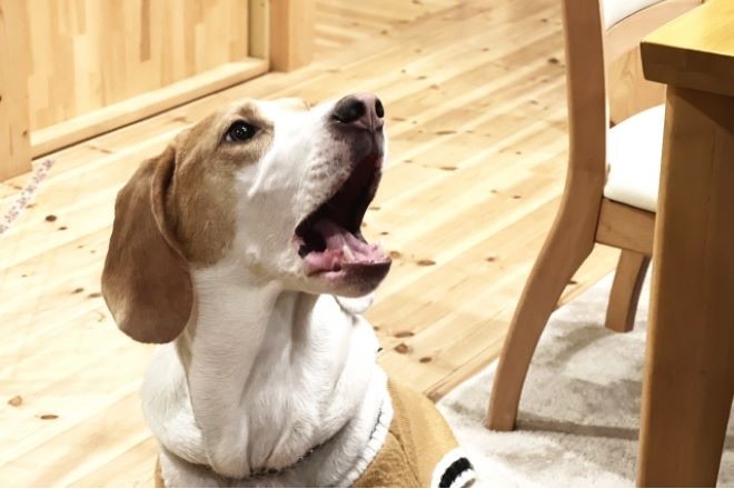 外から飼い犬を呼ぶ声がしたら？犯人特定の方法を探偵が回答｜探偵の実態調査